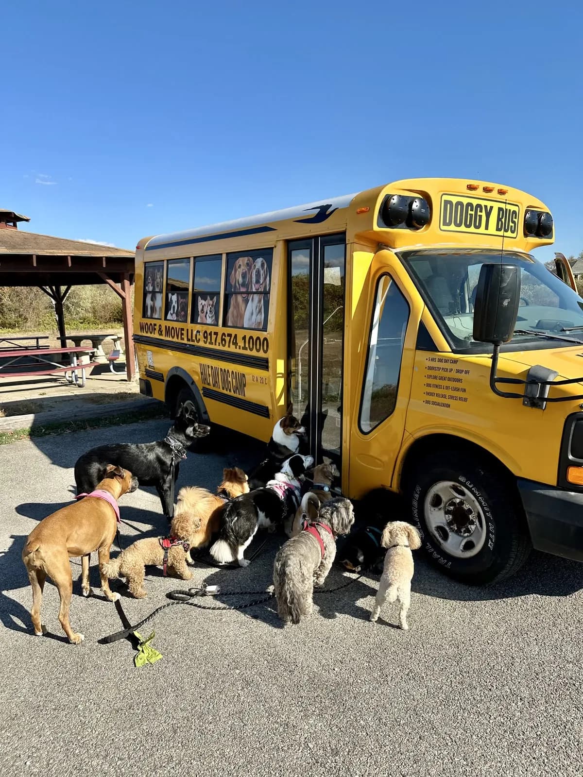 Brooklyn dog camp day photo from Woof & Move doggy bus 52