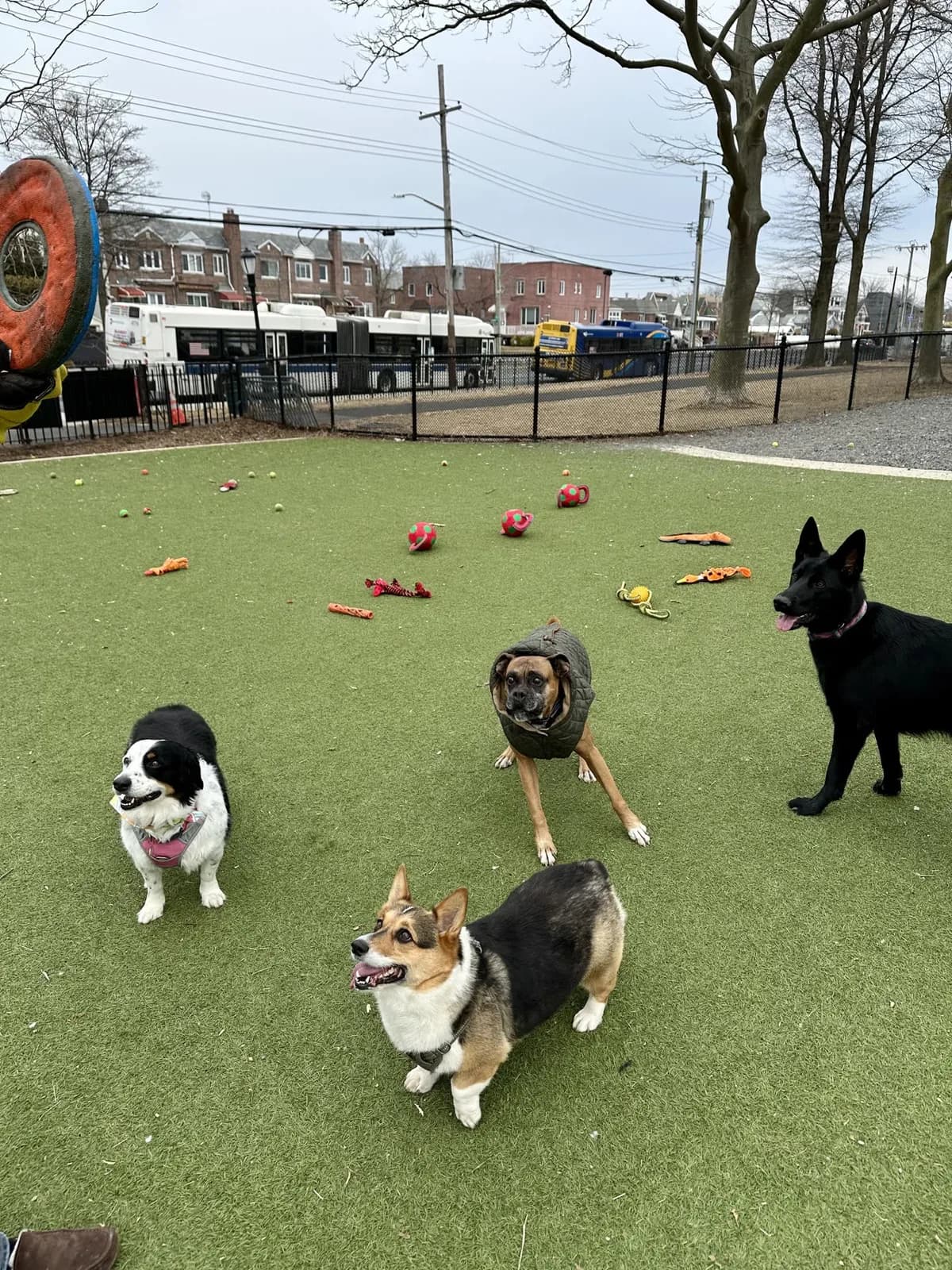 Brooklyn dog camp day photo from Woof & Move doggy bus 9