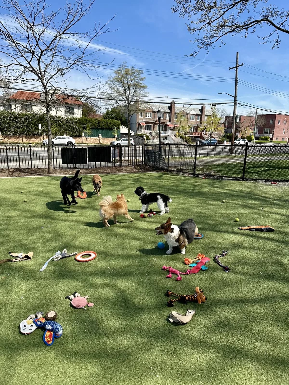 Brooklyn dog camp day photo from Woof & Move doggy bus 56