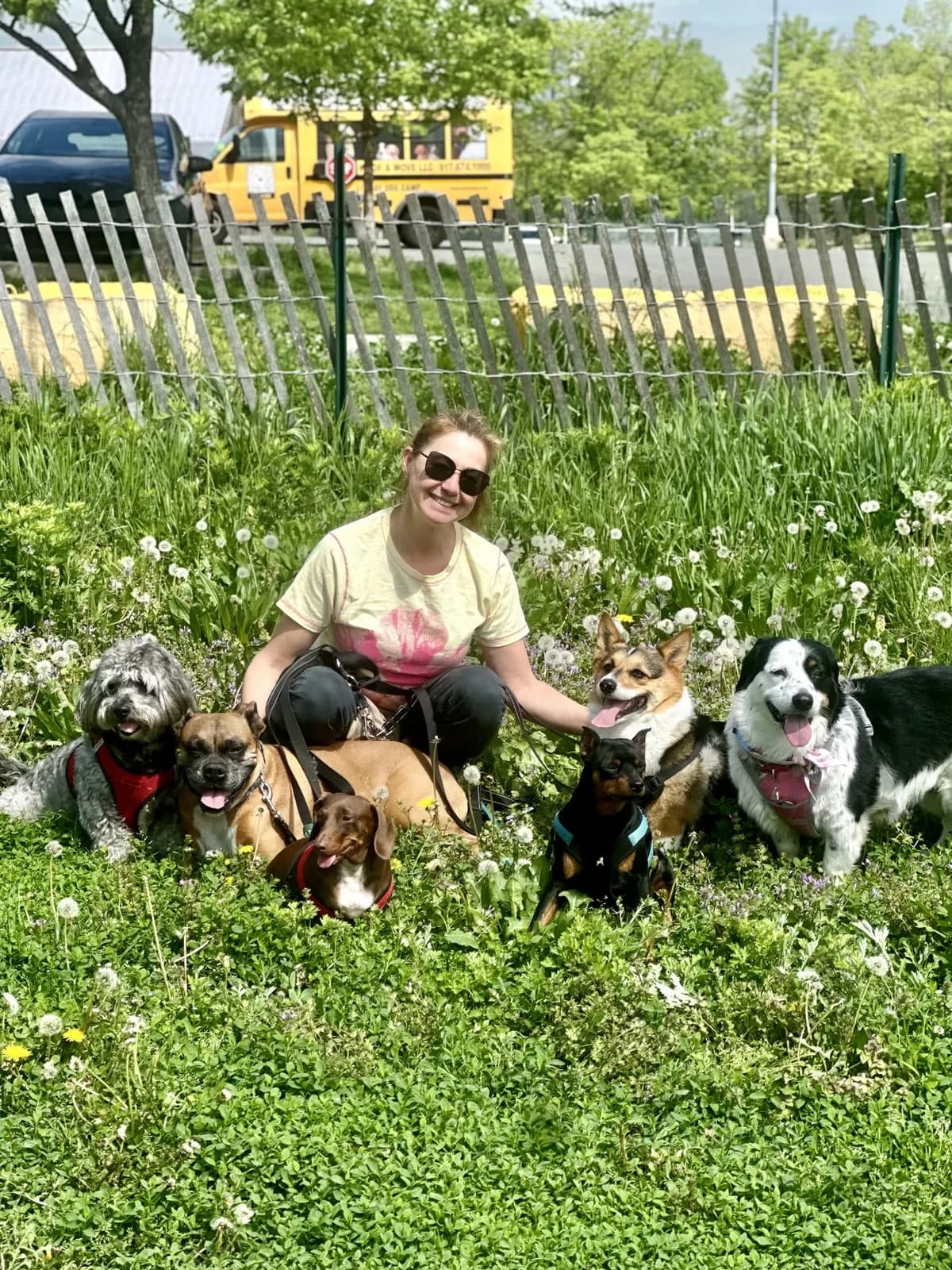 Brooklyn dog camp day photo from Woof & Move doggy bus 82