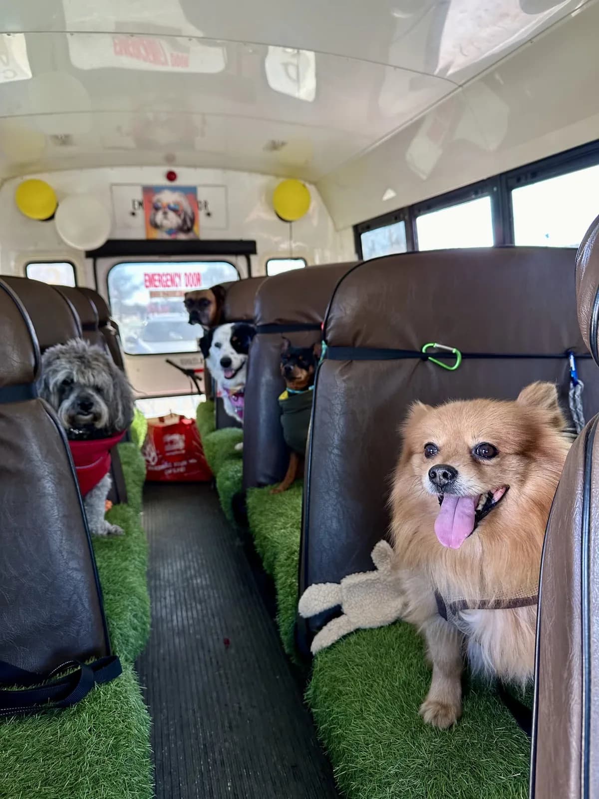Brooklyn dog camp day photo from Woof & Move doggy bus 175