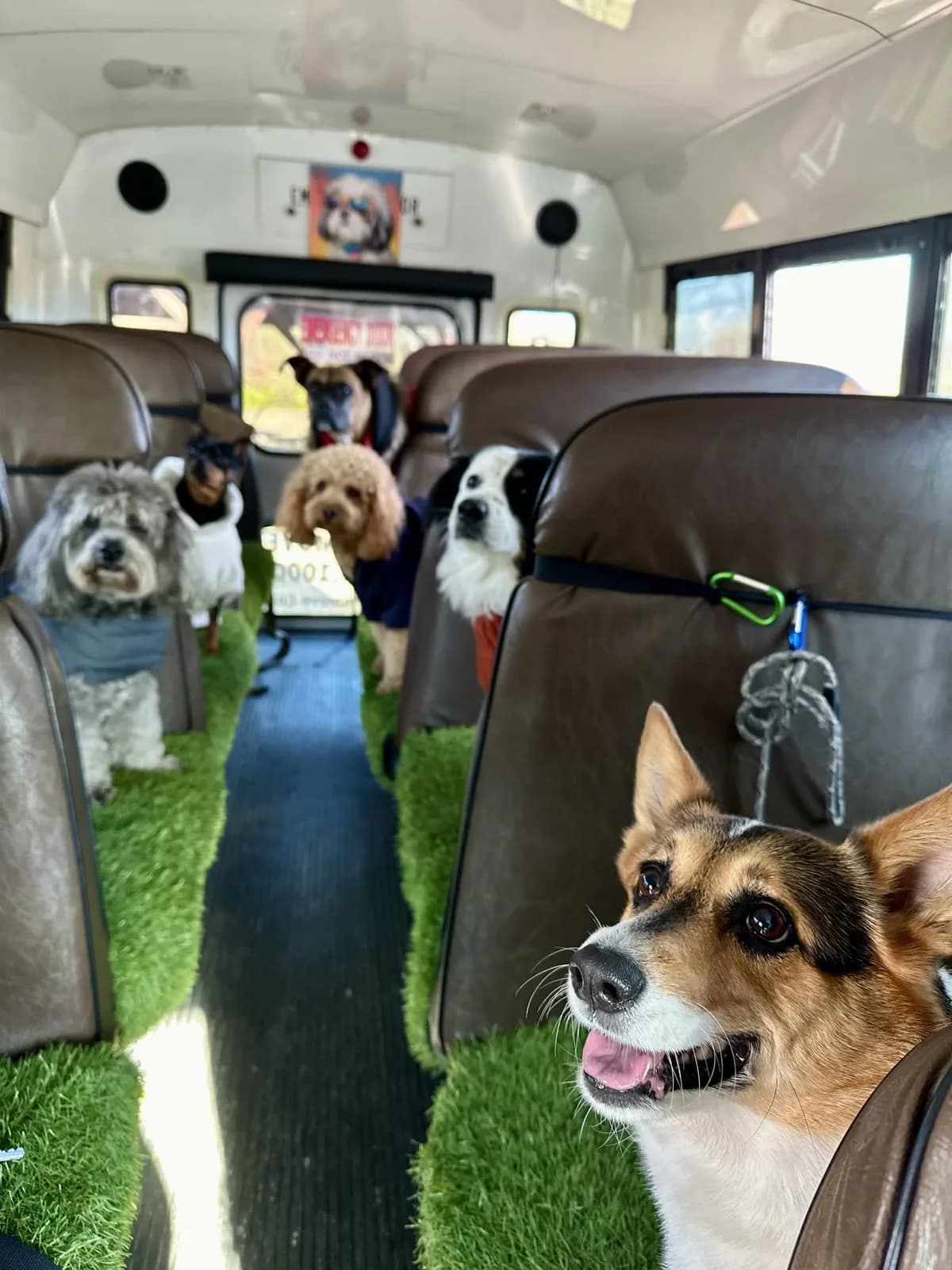 Brooklyn dog camp day photo from Woof & Move doggy bus 122