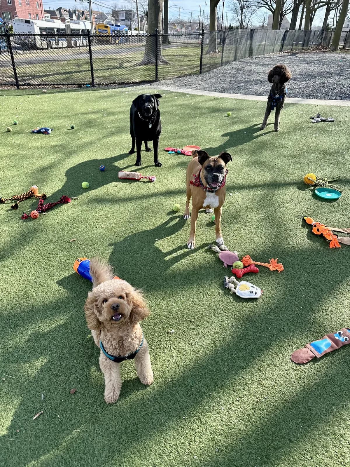 Brooklyn dog camp day photo from Woof & Move doggy bus 26