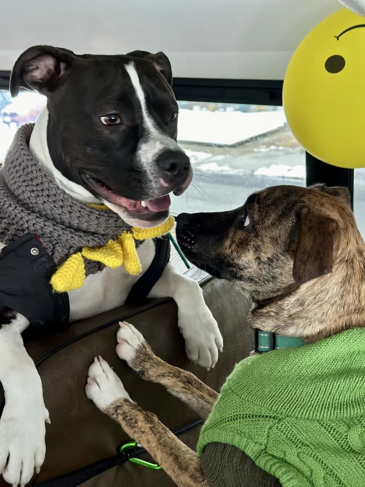 Brooklyn dog camp day photo from Woof & Move doggy bus 173