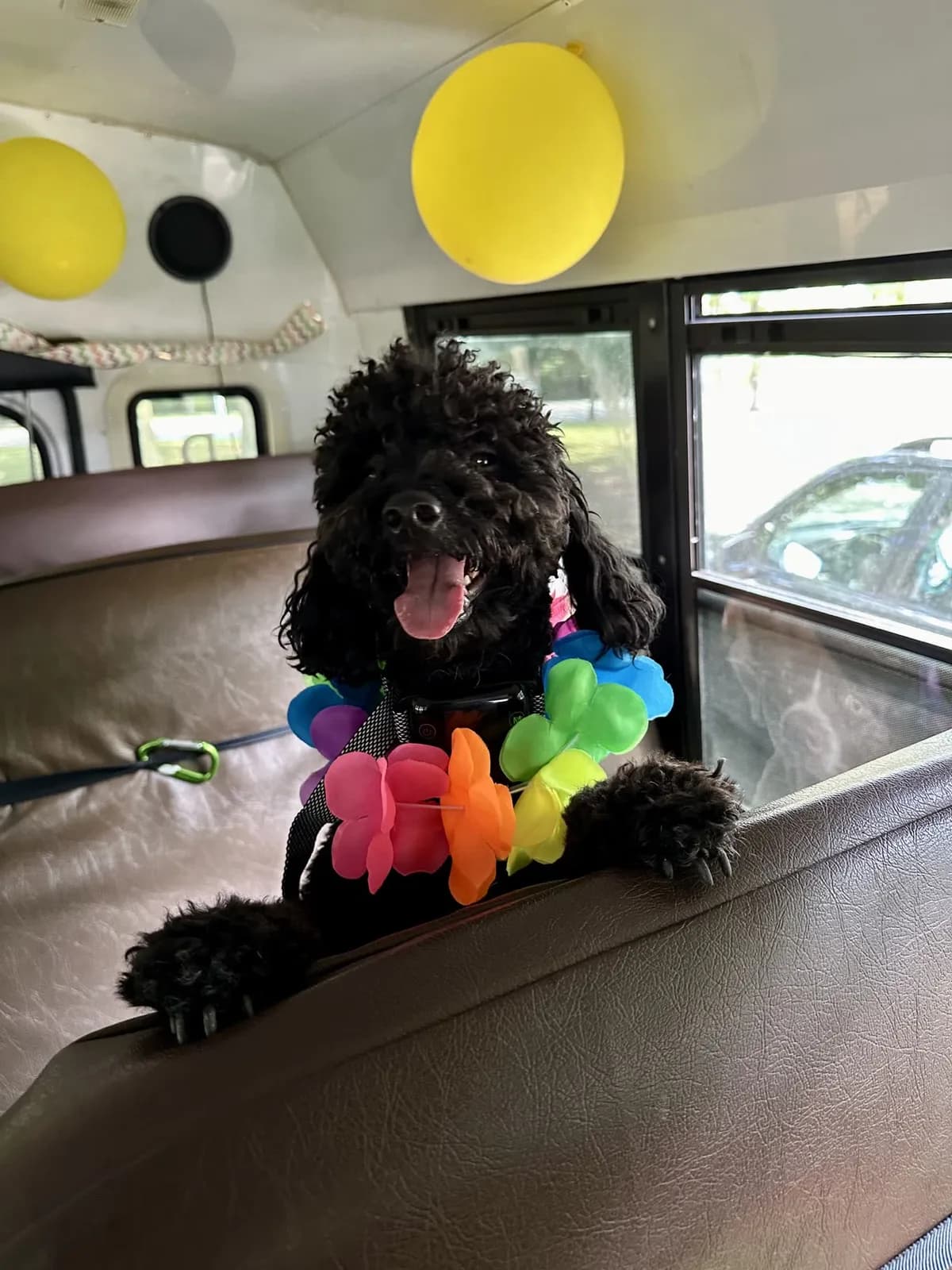 Brooklyn dog camp day photo from Woof & Move doggy bus 140
