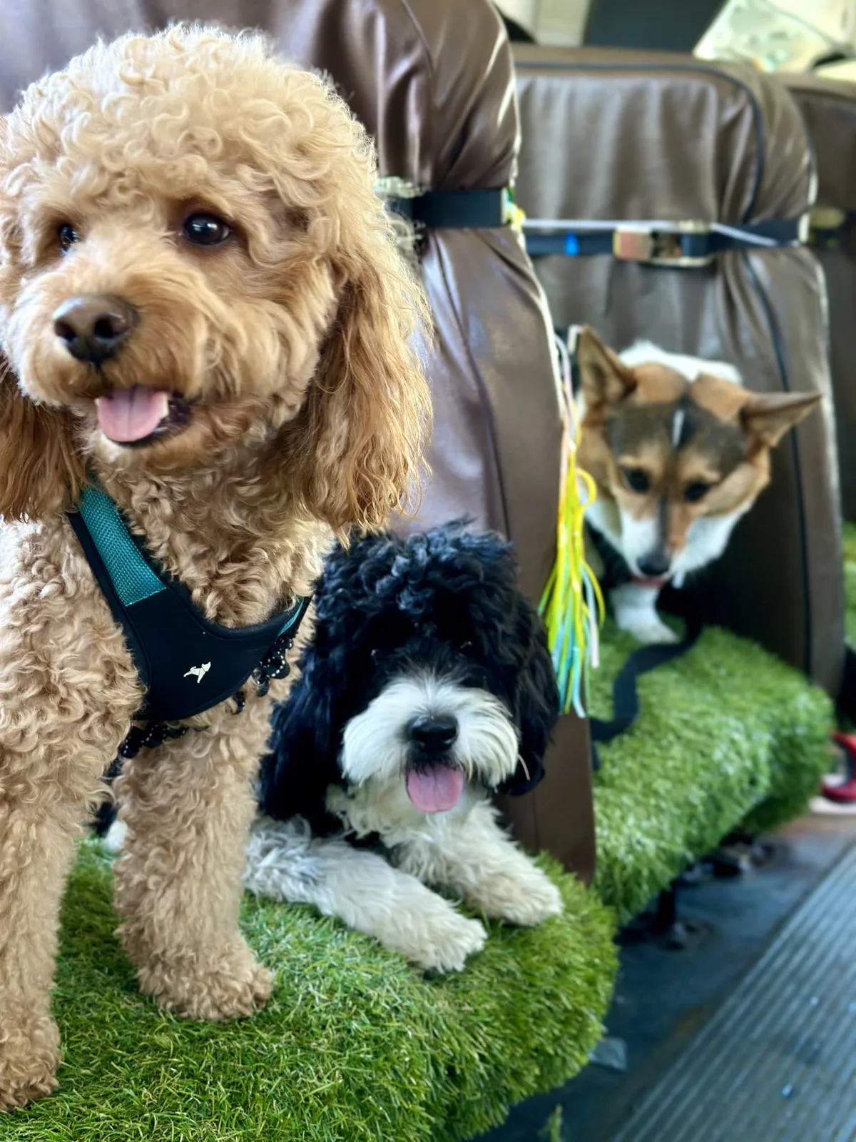 Brooklyn dog camp day photo from Woof & Move doggy bus 29