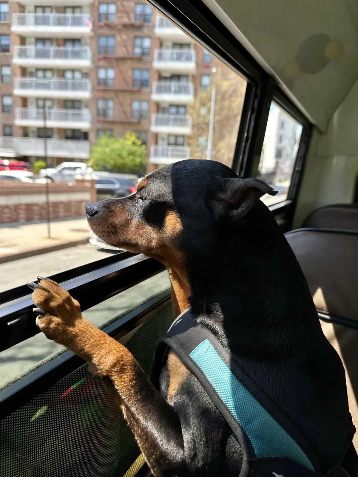 Brooklyn dog camp day photo from Woof & Move doggy bus 60