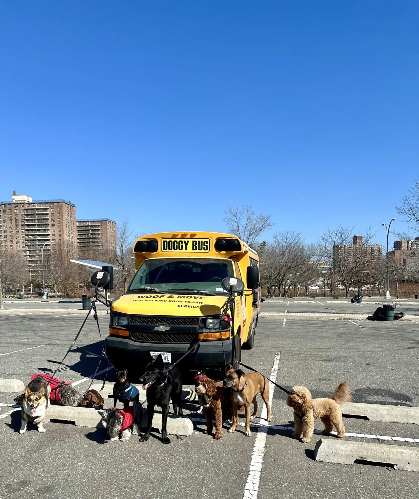 Brooklyn dog camp day photo from Woof & Move doggy bus 2