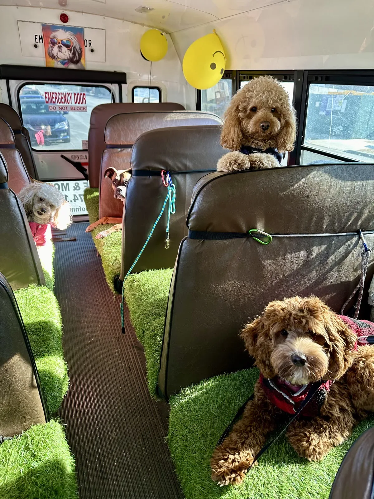 Brooklyn dog camp day photo from Woof & Move doggy bus 148