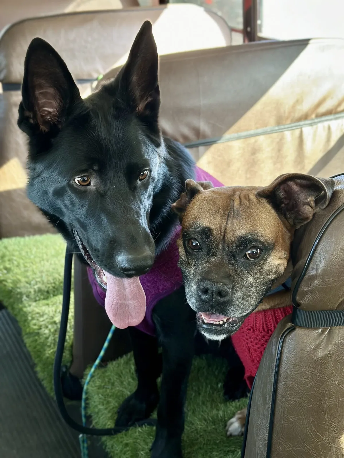 Brooklyn dog camp day photo from Woof & Move doggy bus 158