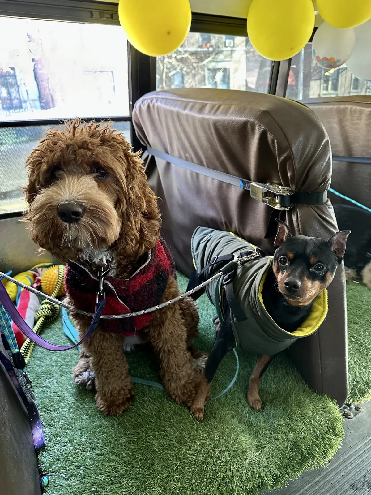 Brooklyn dog camp day photo from Woof & Move doggy bus 139