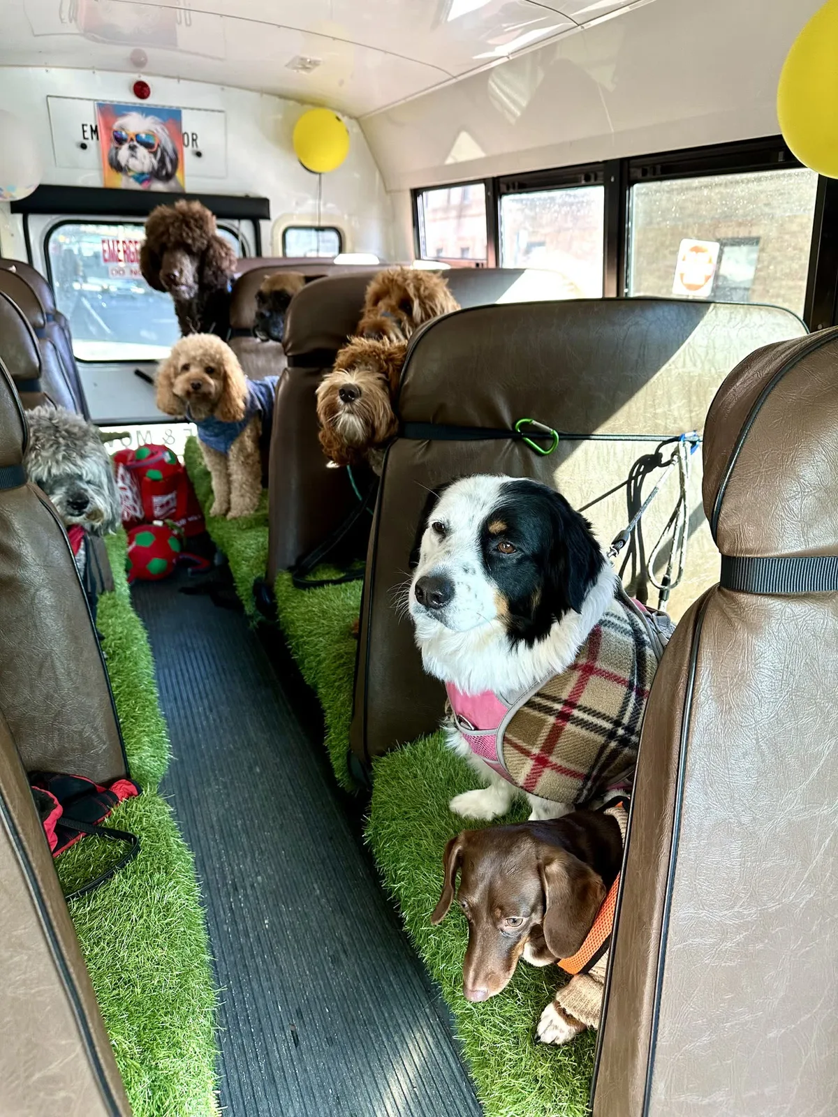 Brooklyn dog camp day photo from Woof & Move doggy bus 165