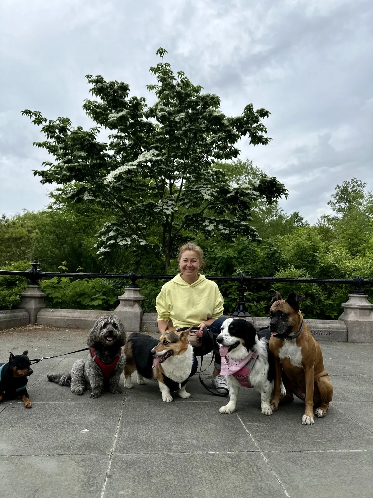 Brooklyn dog camp day photo from Woof & Move doggy bus 94