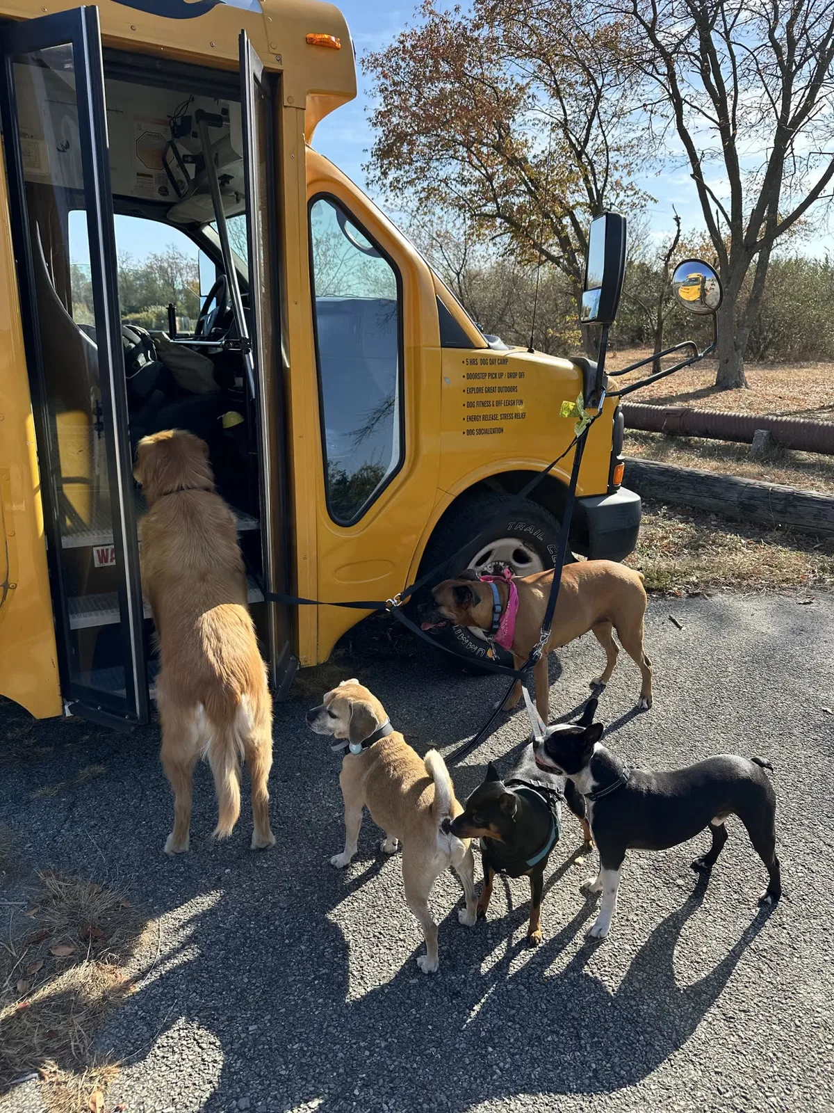 Brooklyn dog camp day photo from Woof & Move doggy bus 51