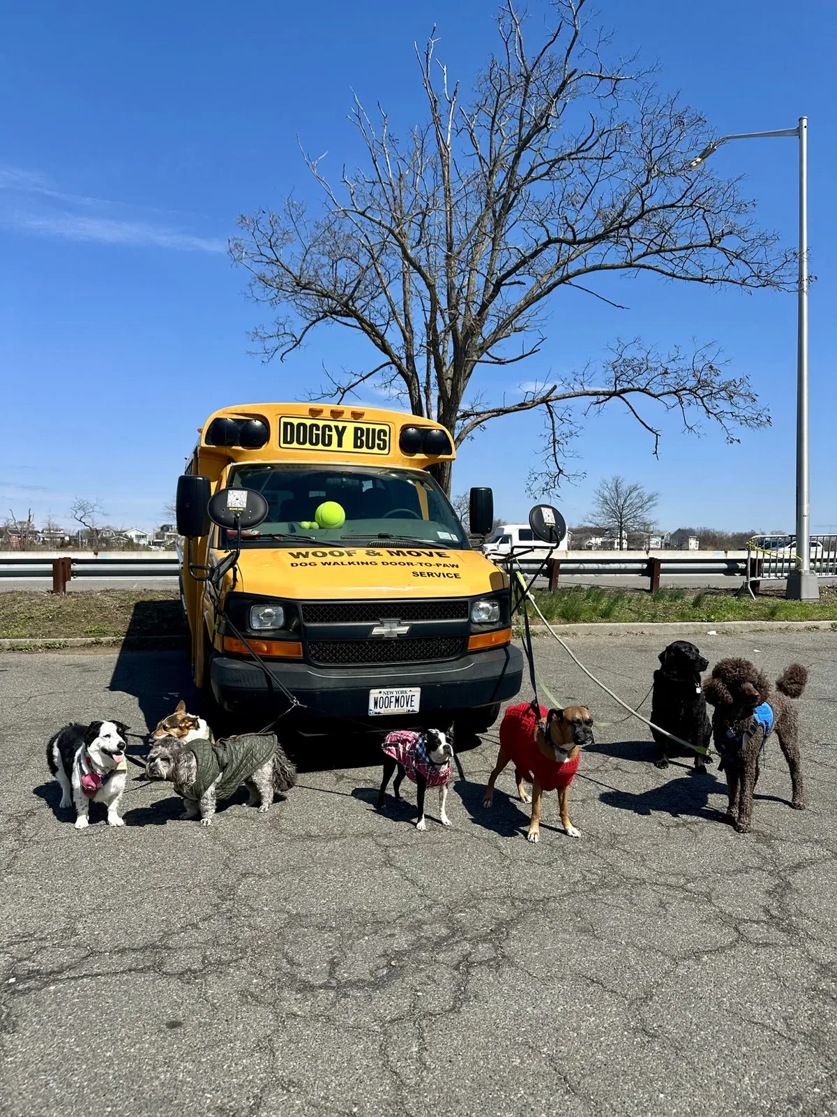 Brooklyn dog camp day photo from Woof & Move doggy bus 41