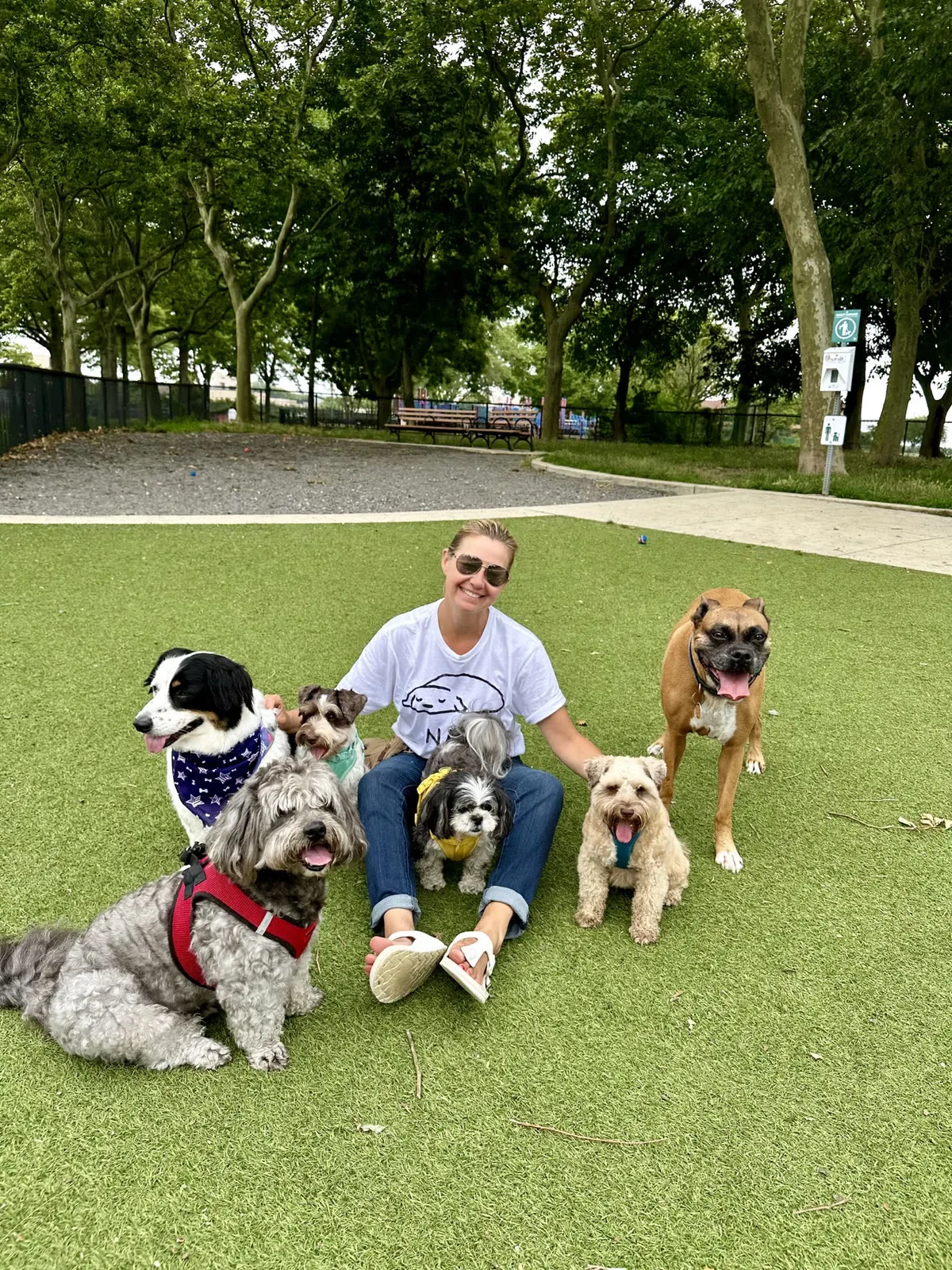 Brooklyn dog camp day photo from Woof & Move doggy bus 108