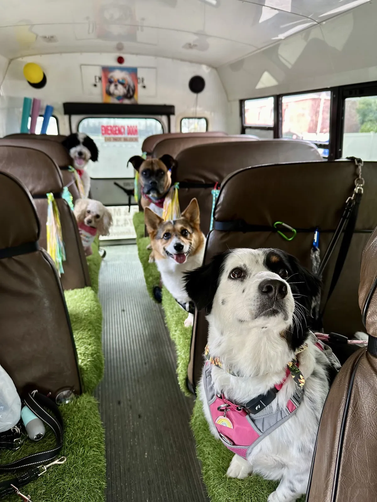 Brooklyn dog camp day photo from Woof & Move doggy bus 34