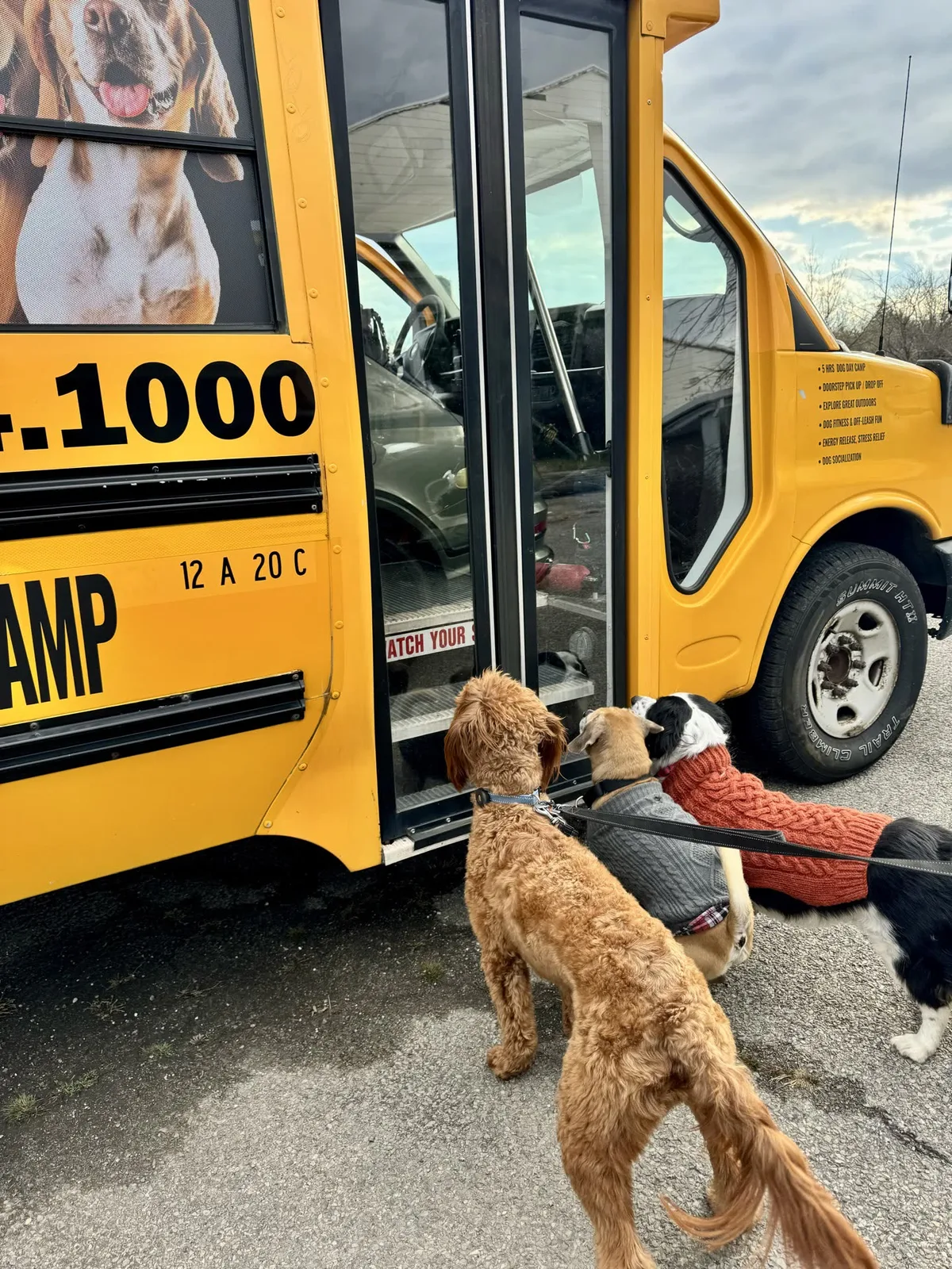 Brooklyn dog camp day photo from Woof & Move doggy bus 37