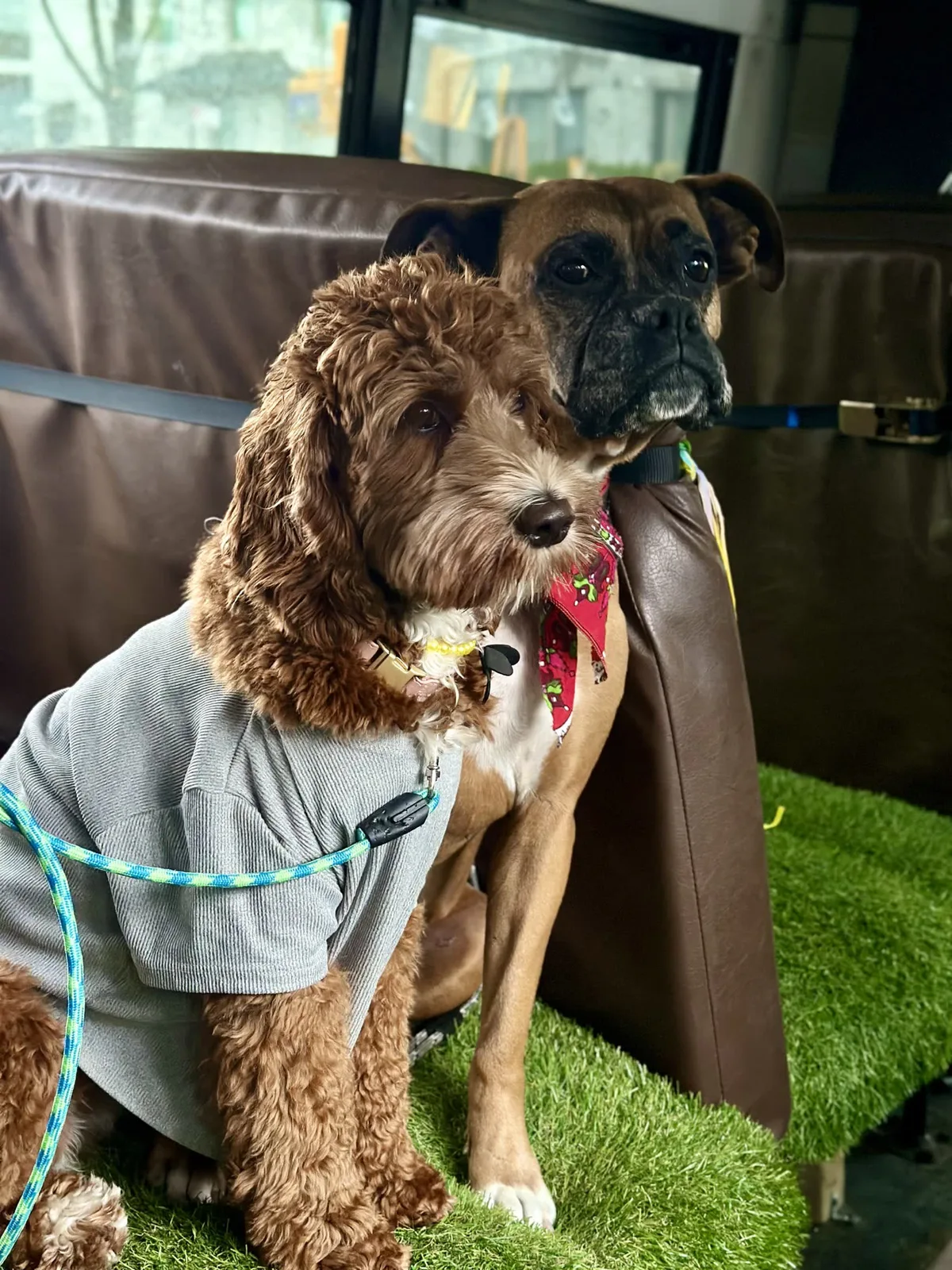 Brooklyn dog camp day photo from Woof & Move doggy bus 42