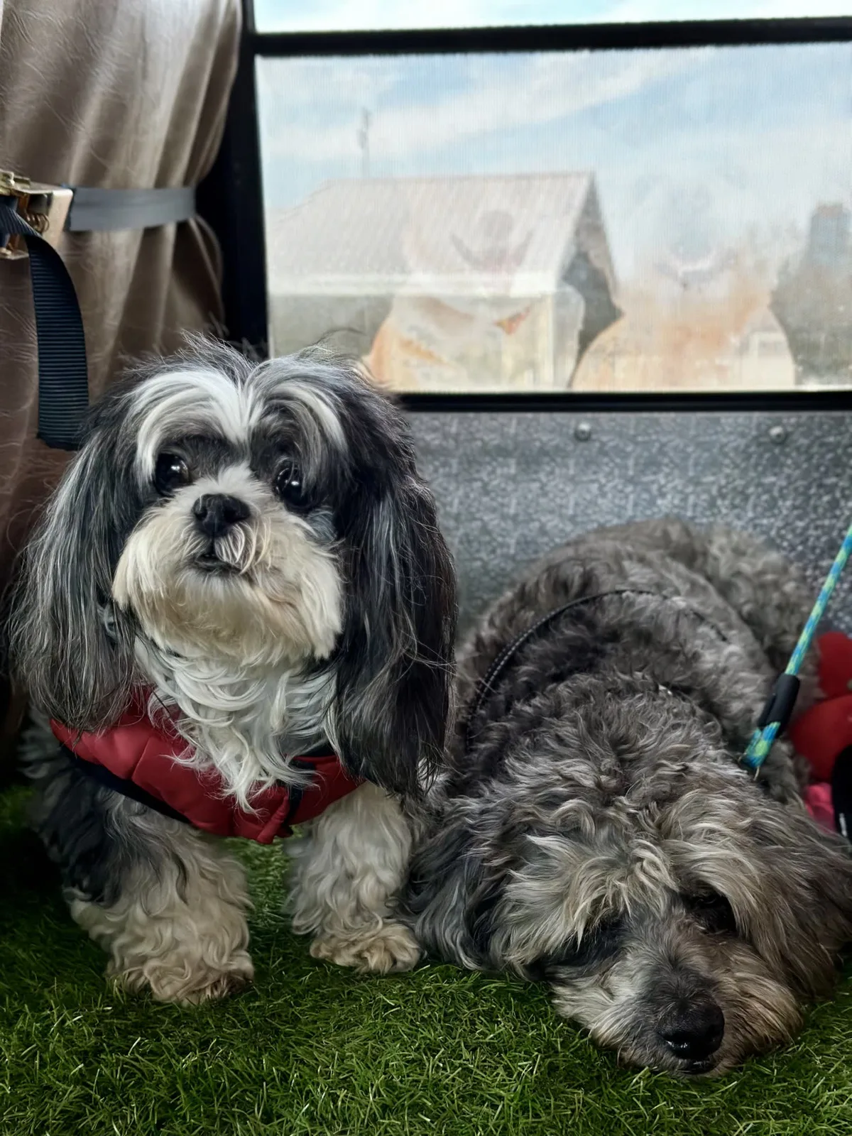 Brooklyn dog camp day photo from Woof & Move doggy bus 176