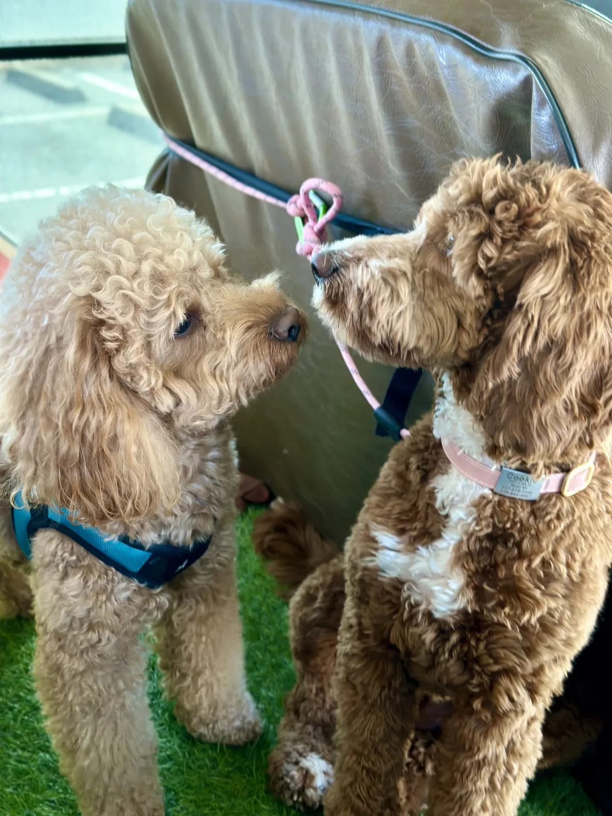Brooklyn dog camp day photo from Woof & Move doggy bus 5