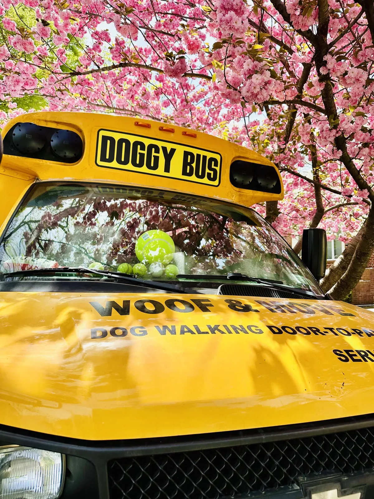 Brooklyn dog camp day photo from Woof & Move doggy bus 63