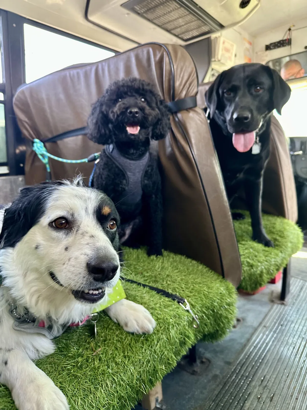 Brooklyn dog camp day photo from Woof & Move doggy bus 53
