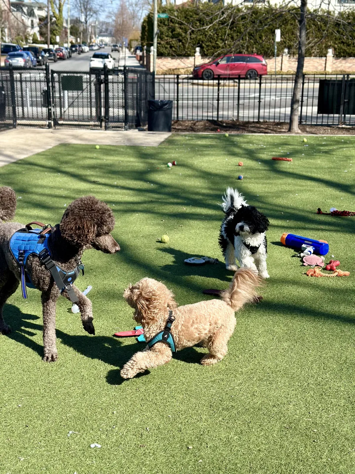 Brooklyn dog camp day photo from Woof & Move doggy bus 27