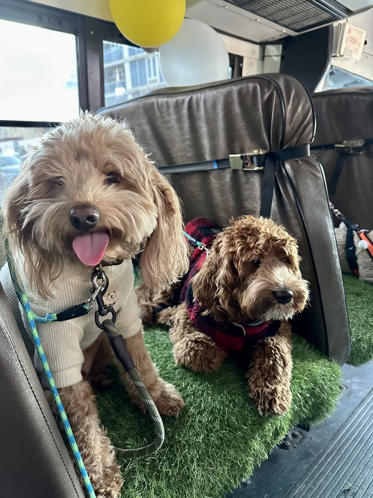 Brooklyn dog camp day photo from Woof & Move doggy bus 146
