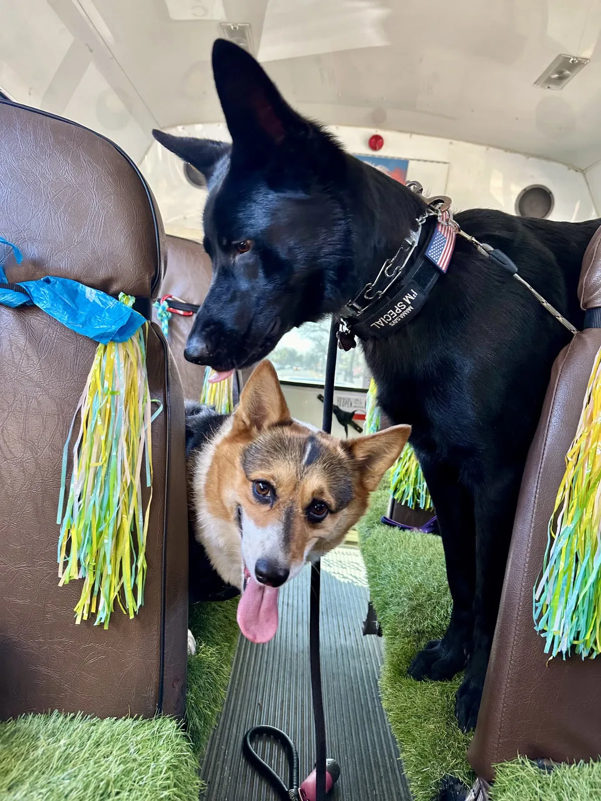 Brooklyn dog camp day photo from Woof & Move doggy bus 55
