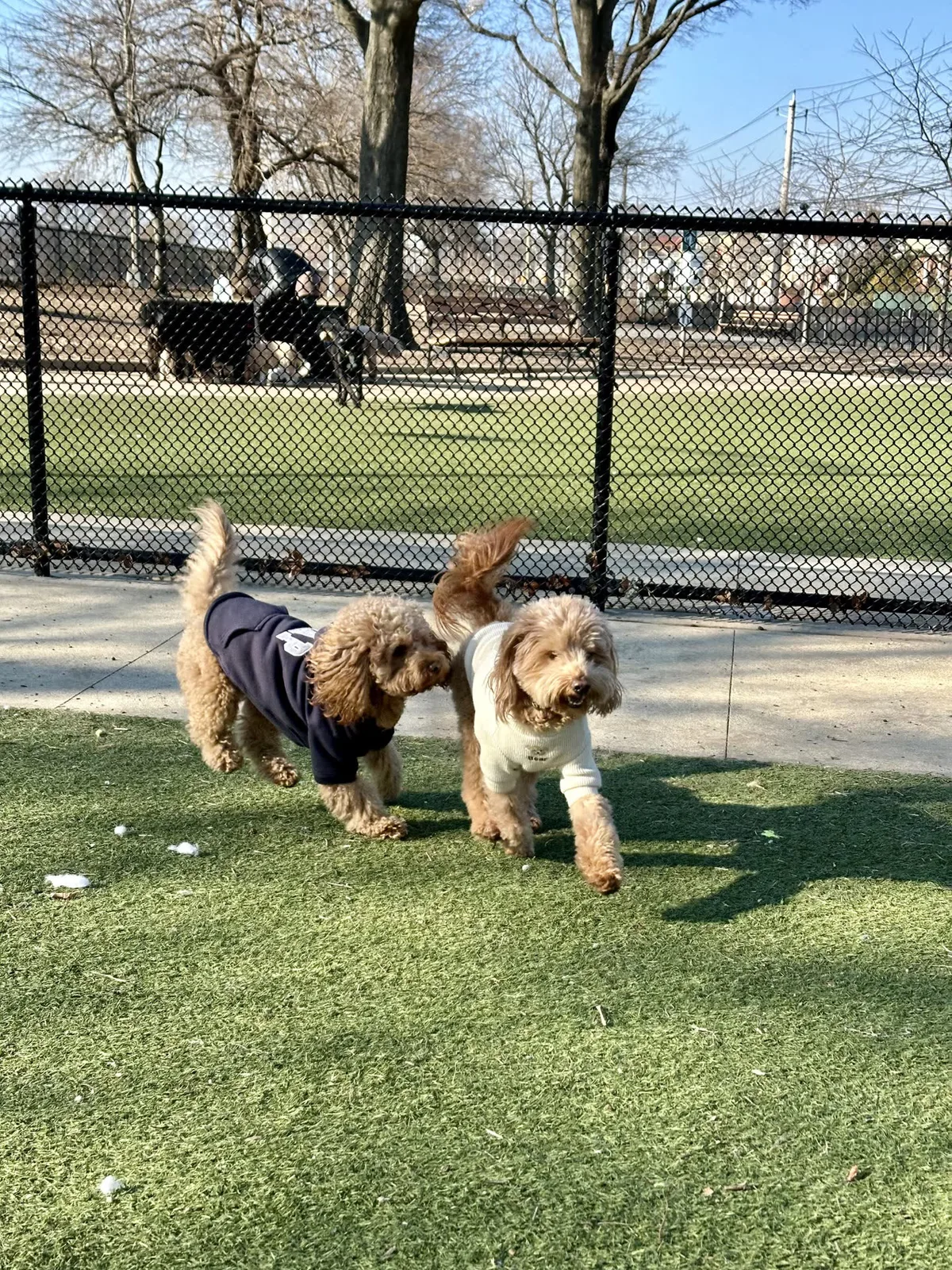 Brooklyn dog camp day photo from Woof & Move doggy bus 147