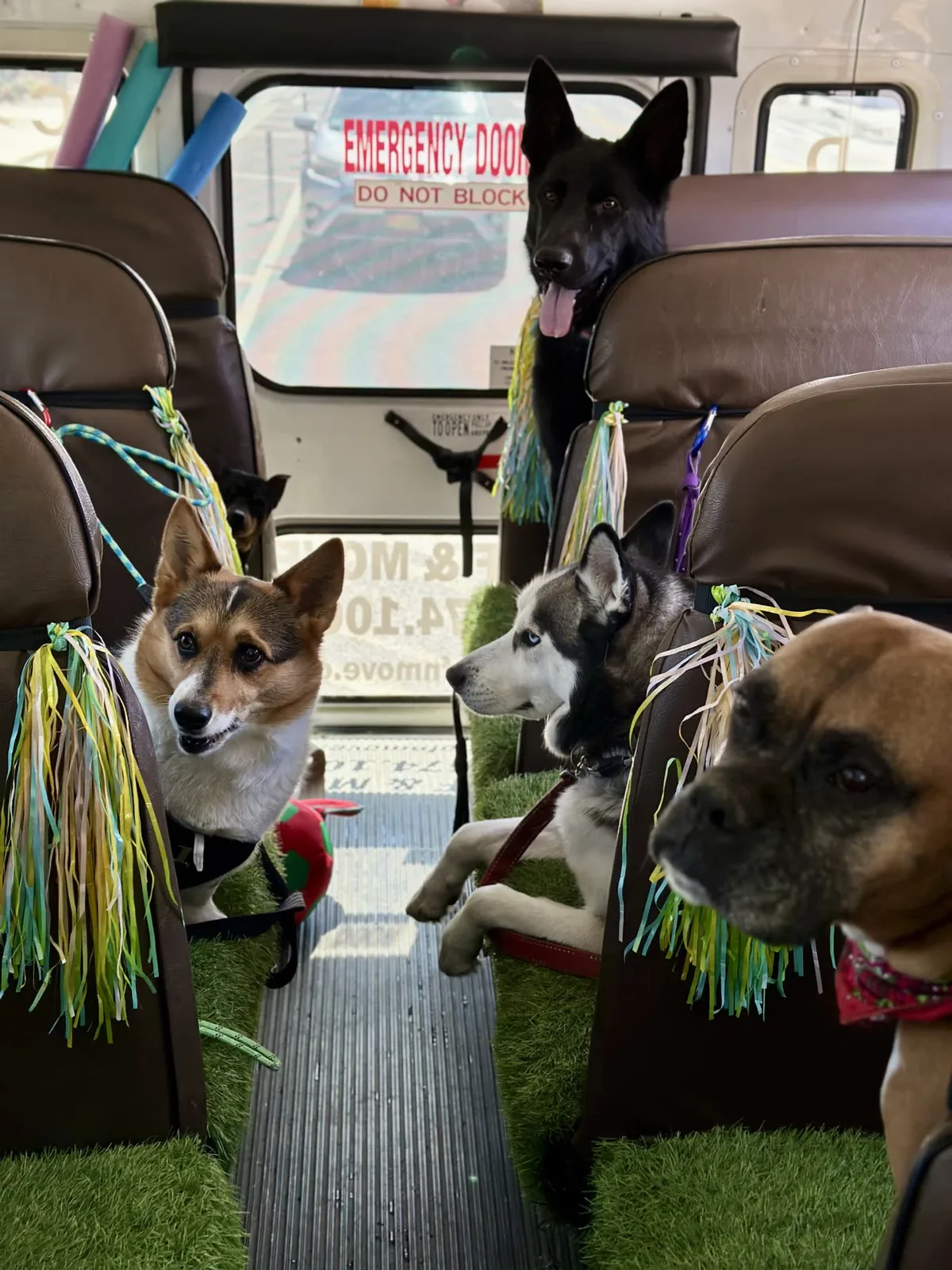 Brooklyn dog camp day photo from Woof & Move doggy bus 49