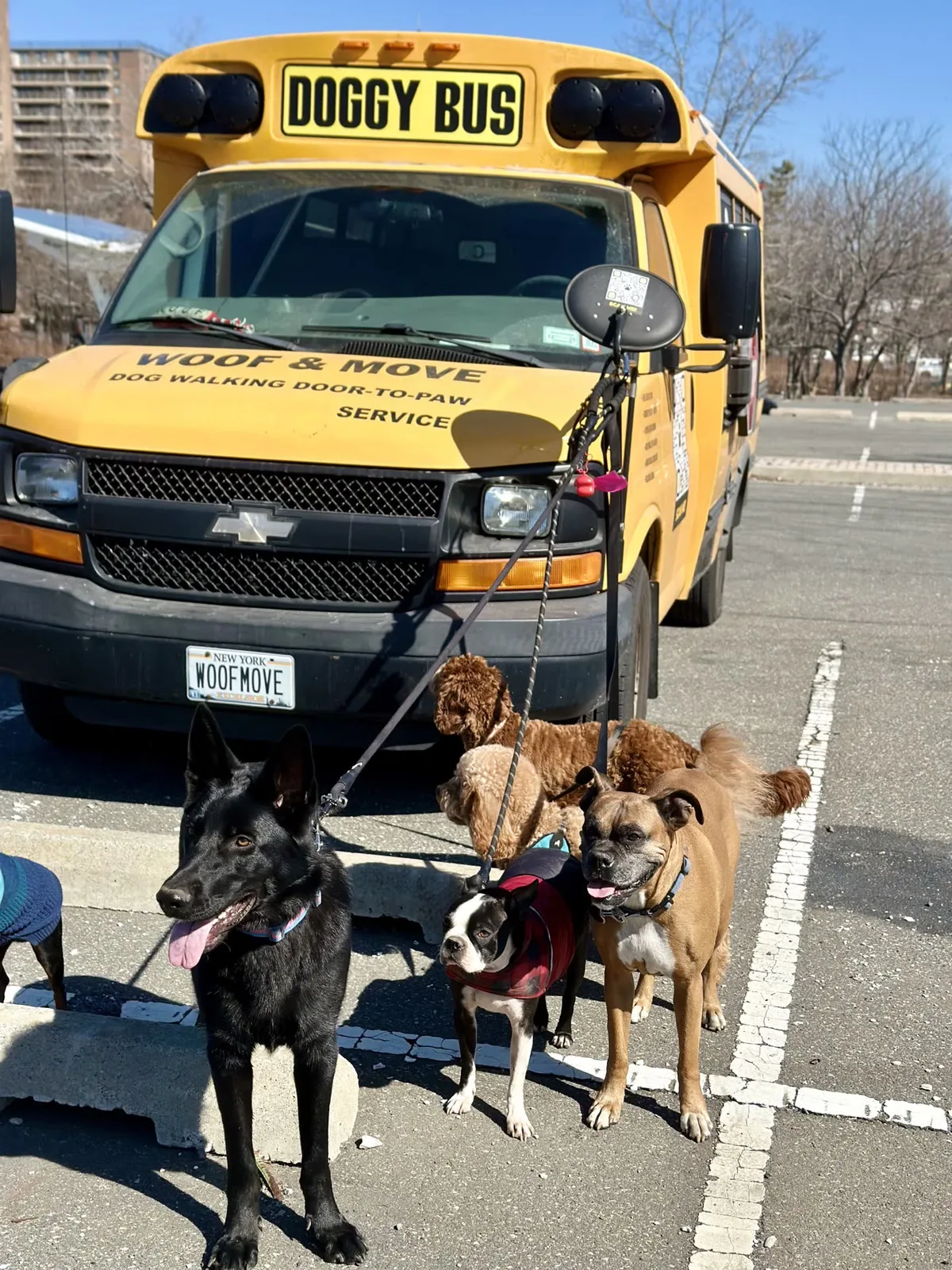 Brooklyn dog camp day photo from Woof & Move doggy bus 4