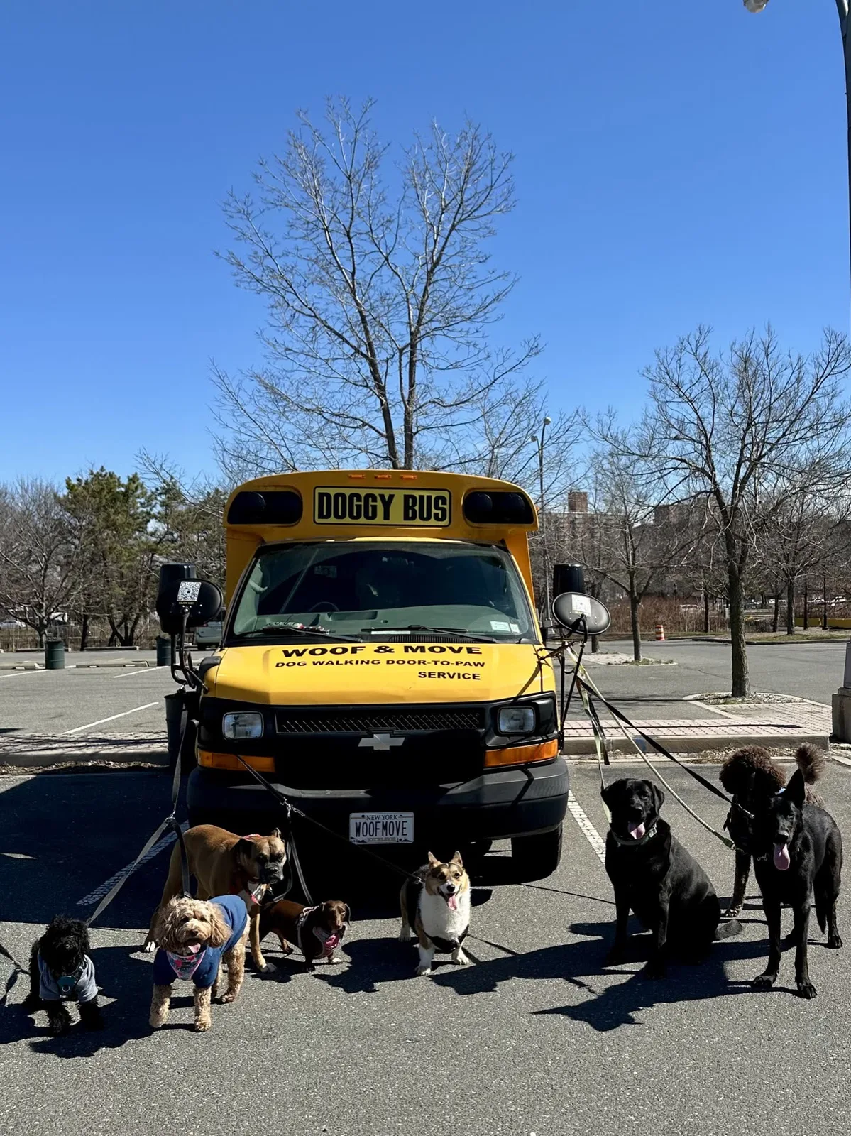 Brooklyn dog camp day photo from Woof & Move doggy bus 14