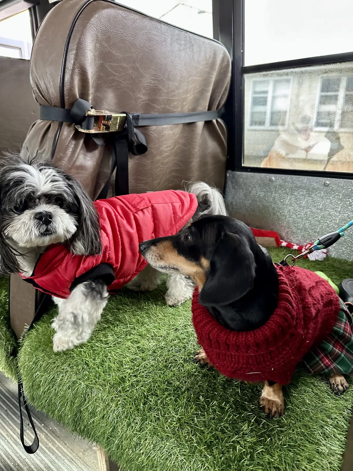 Brooklyn dog camp day photo from Woof & Move doggy bus 115