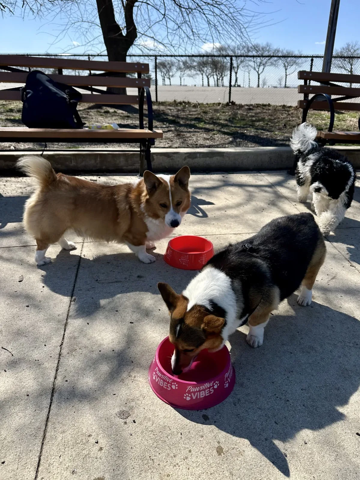Brooklyn dog camp day photo from Woof & Move doggy bus 28