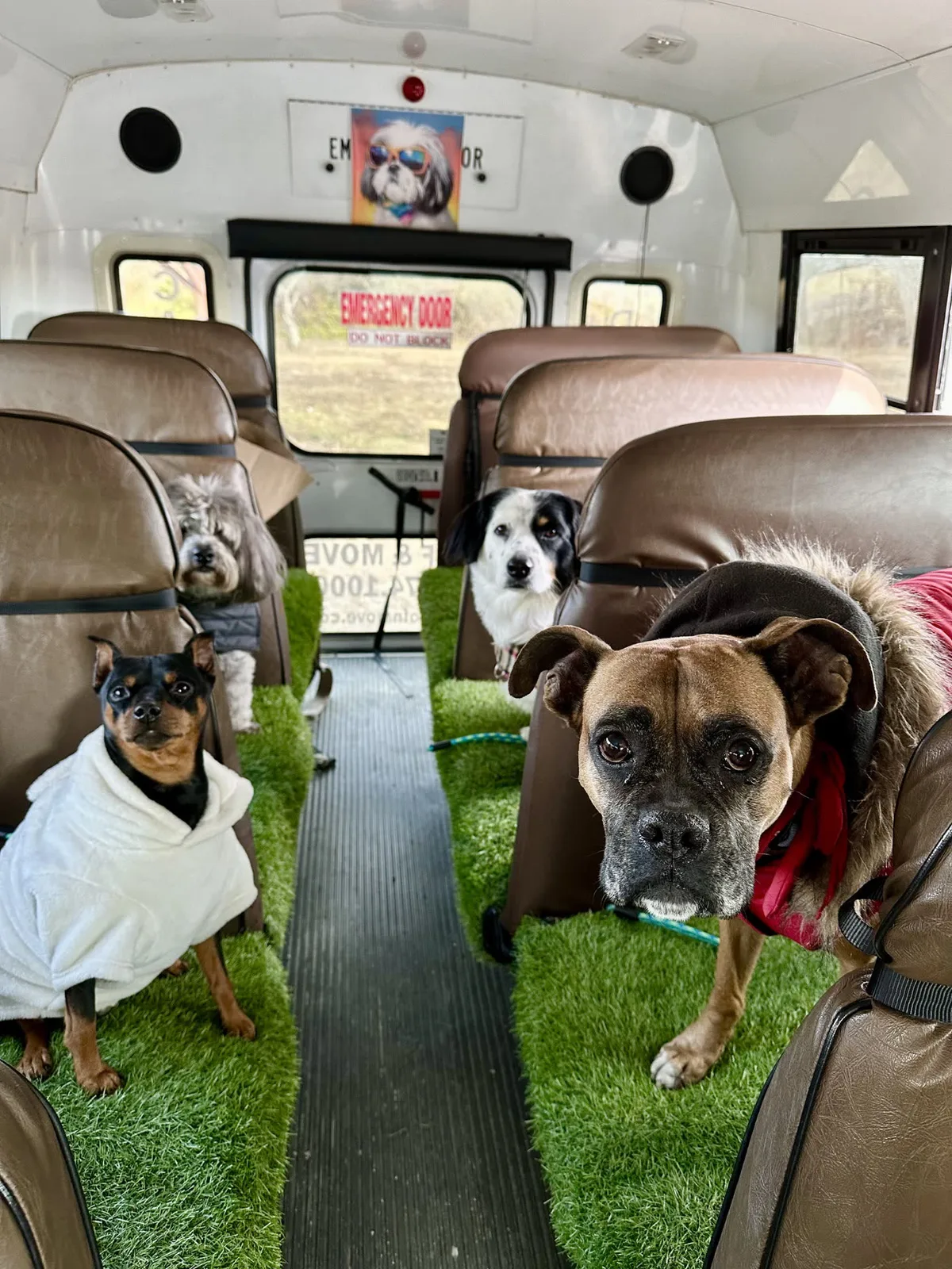 Brooklyn dog camp day photo from Woof & Move doggy bus 118