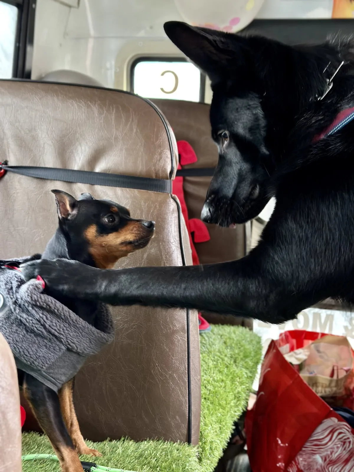 Brooklyn dog camp day photo from Woof & Move doggy bus 164