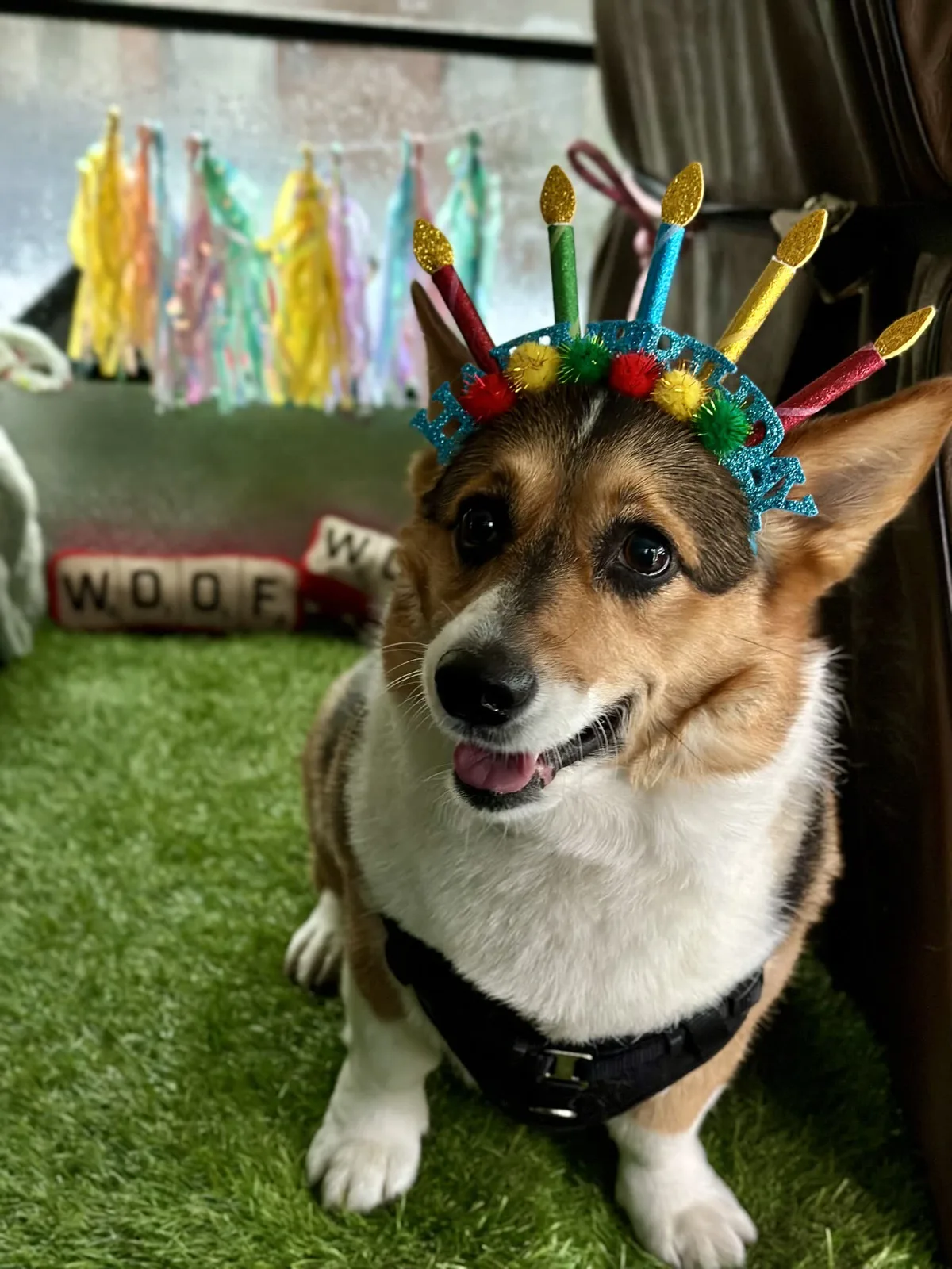 Brooklyn dog camp day photo from Woof & Move doggy bus 129