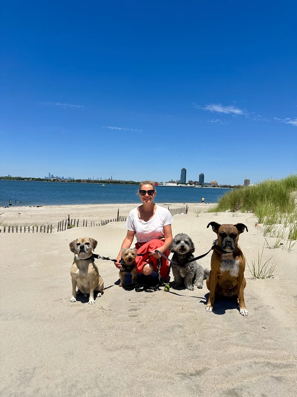 Brooklyn dog camp day photo from Woof & Move doggy bus 69