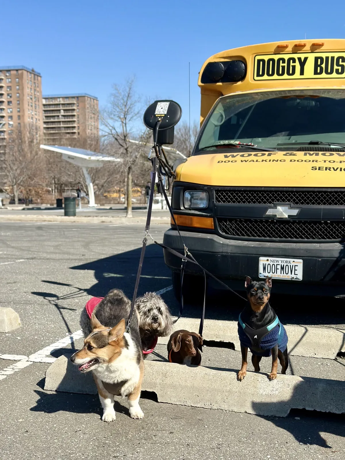 Brooklyn dog camp day photo from Woof & Move doggy bus 3