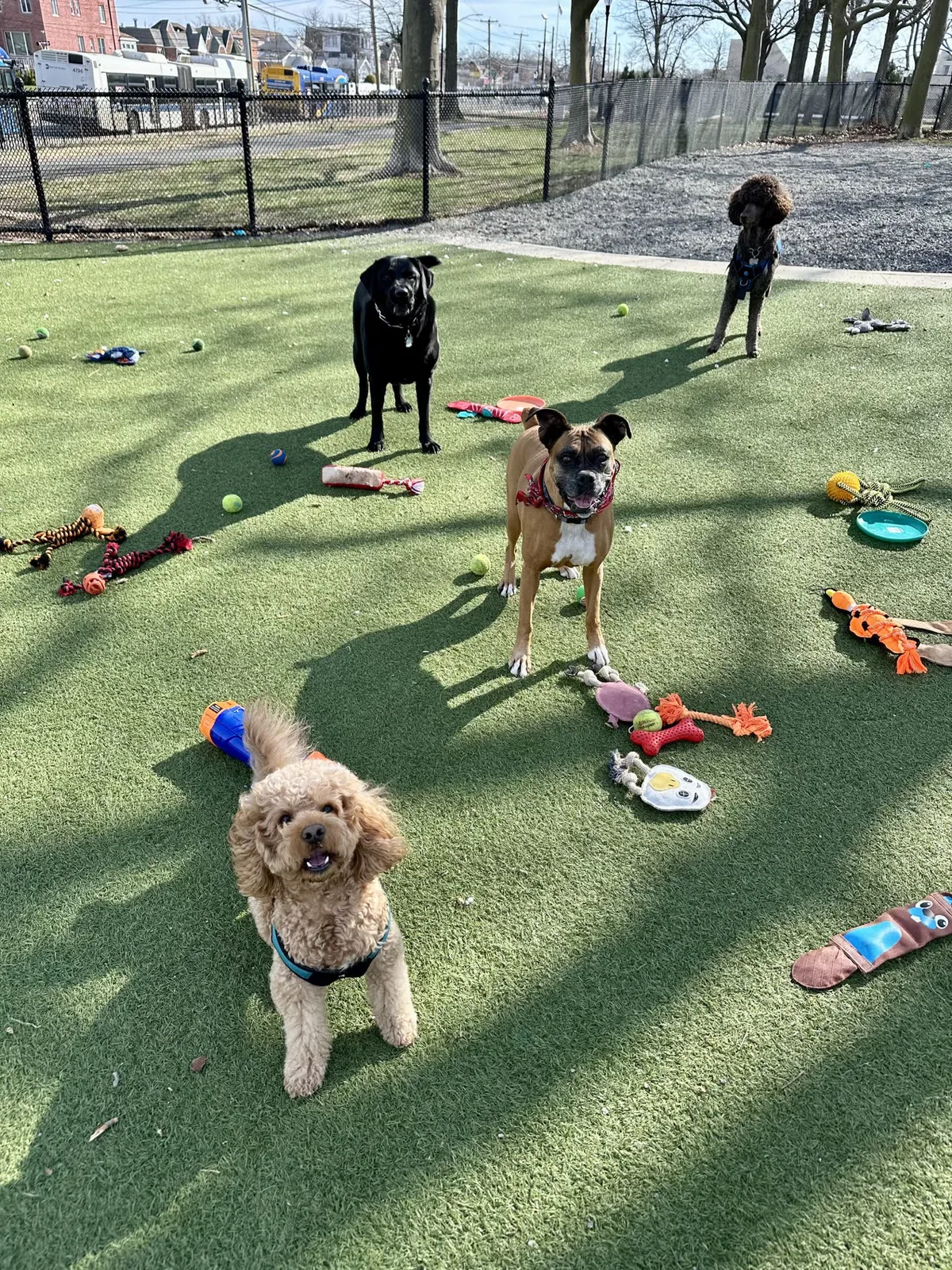 Brooklyn dog camp day photo from Woof & Move doggy bus 26